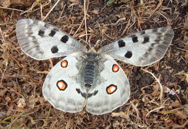 Parnassius apollo